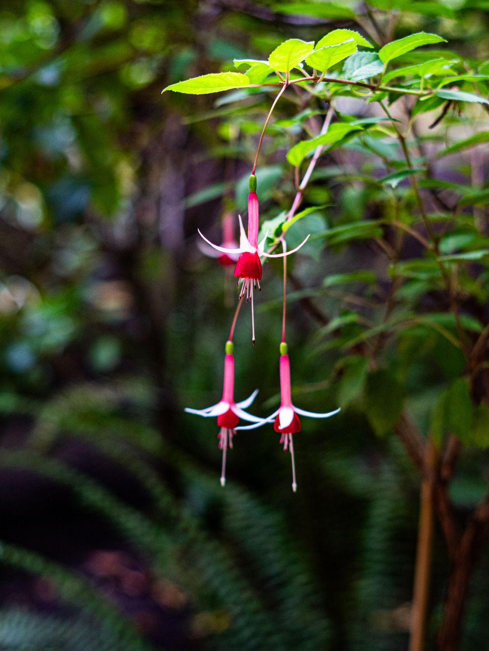 Delicate pink fuchsia flowers hang like ballerinas from green stems in a garden setting.