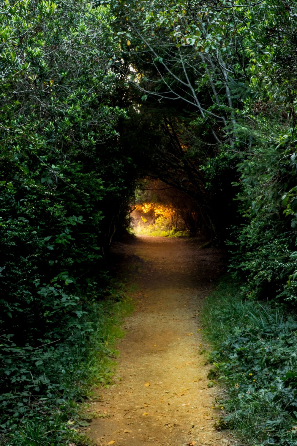 Natural tunnel formed by dense foliage with mysterious golden light glowing at the end.