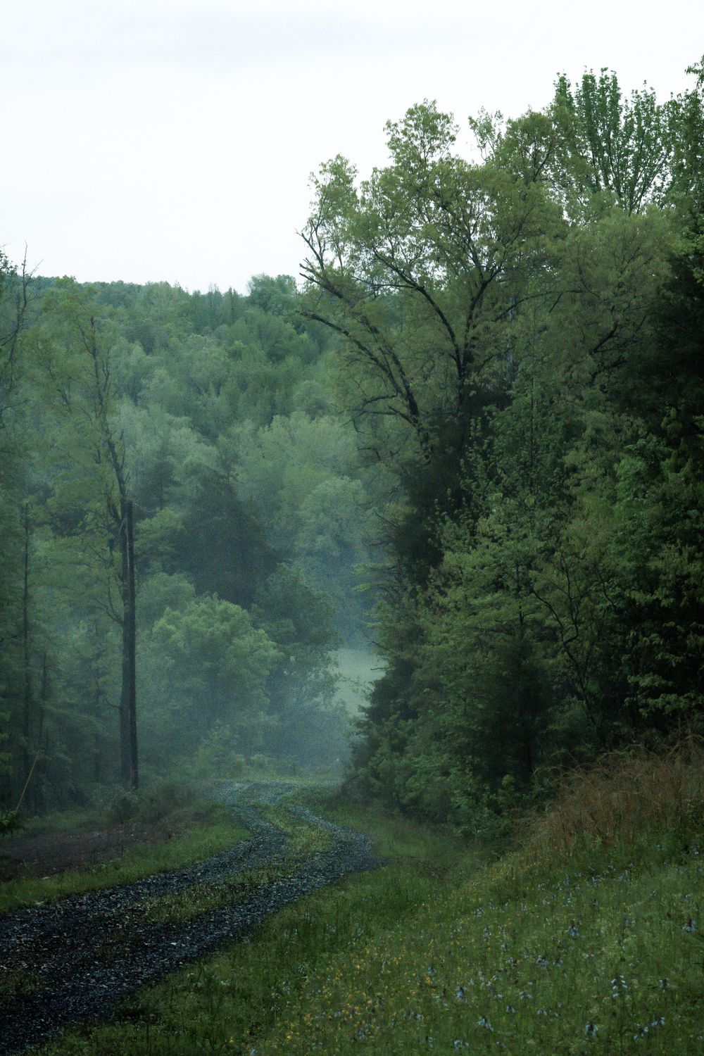 Misty forest path winding through lush green trees on a foggy morning.