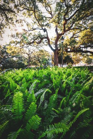 Lush green ferns growing beneath a majestic oak tree with Spanish moss in a peaceful garden setting.