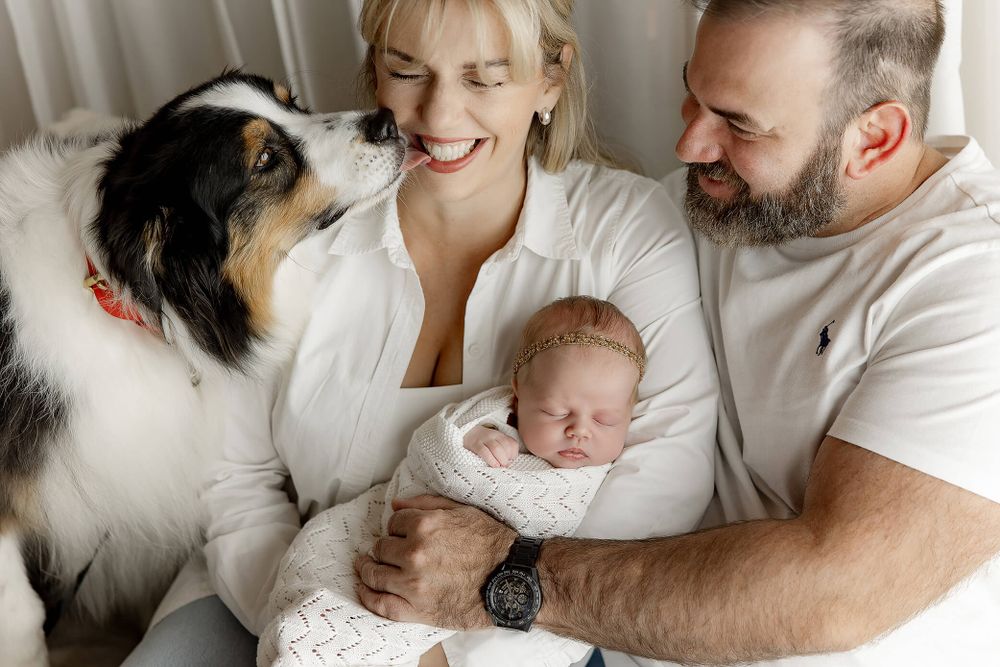 Australian shepherd dog looks lovingly at parents holding their newborn baby in white cozy home setting.
