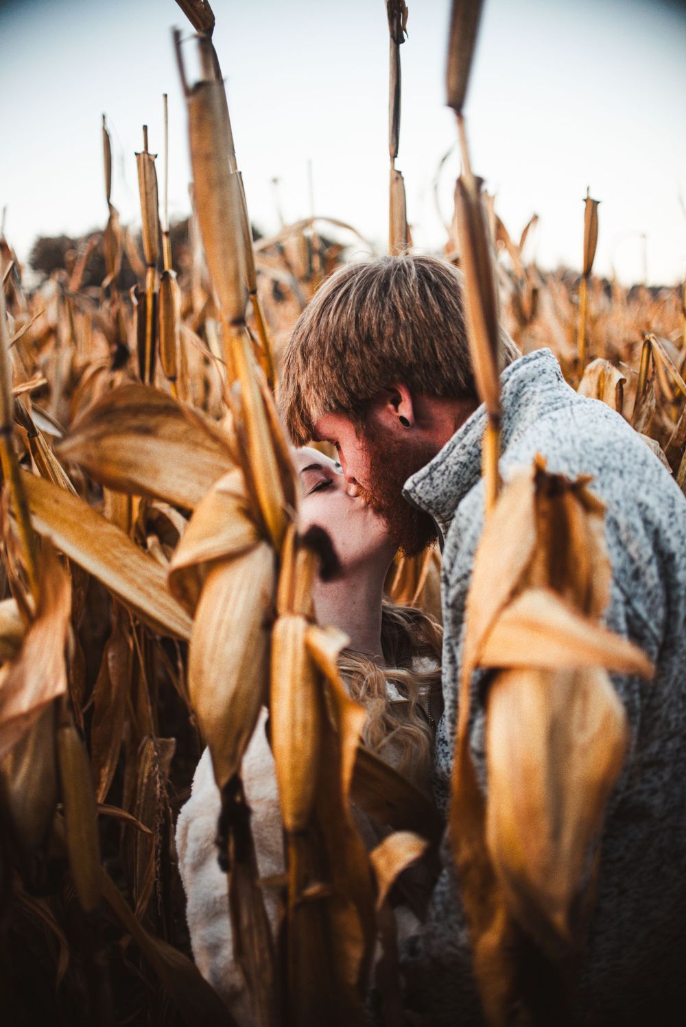An intimate moment captured between dry cornstalks during harvest season.