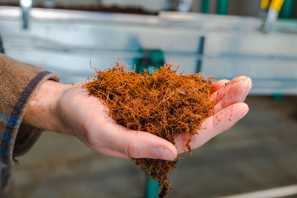 Hands displaying freshly harvested golden saffron threads used in culinary and medicinal applications.