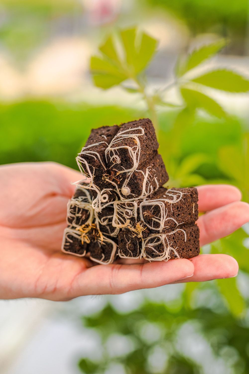 Stack of homemade chocolate fudge squares with white decorative swirls held in an open palm against green foliage background.