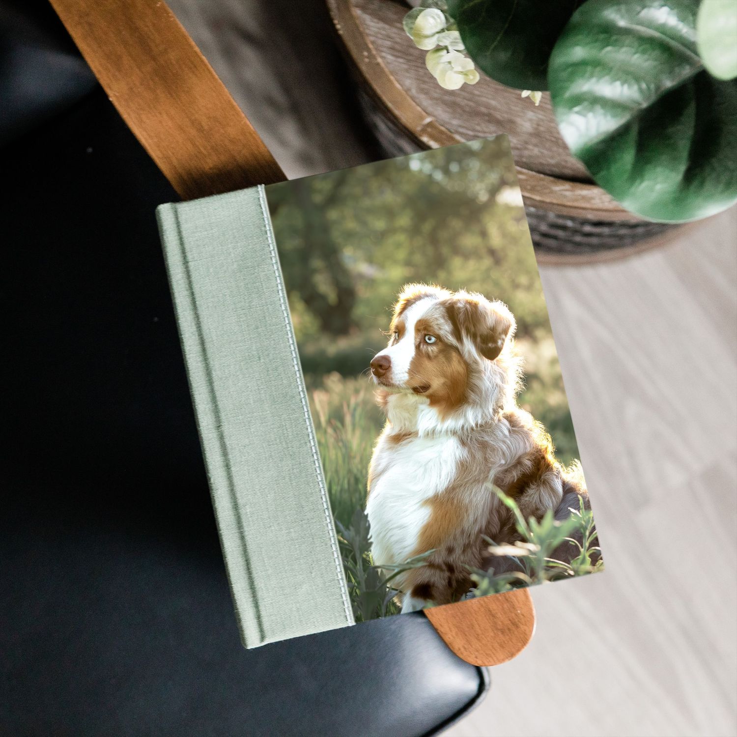 A hardcover photo book featuring an Australian Shepherd dog, resting on a dark chair near a wooden tray and green plant.