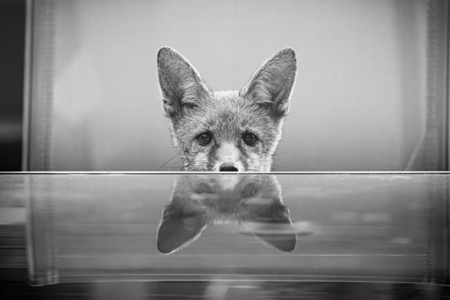 A fox peers over a reflective glass surface in a striking black and white wildlife portrait.