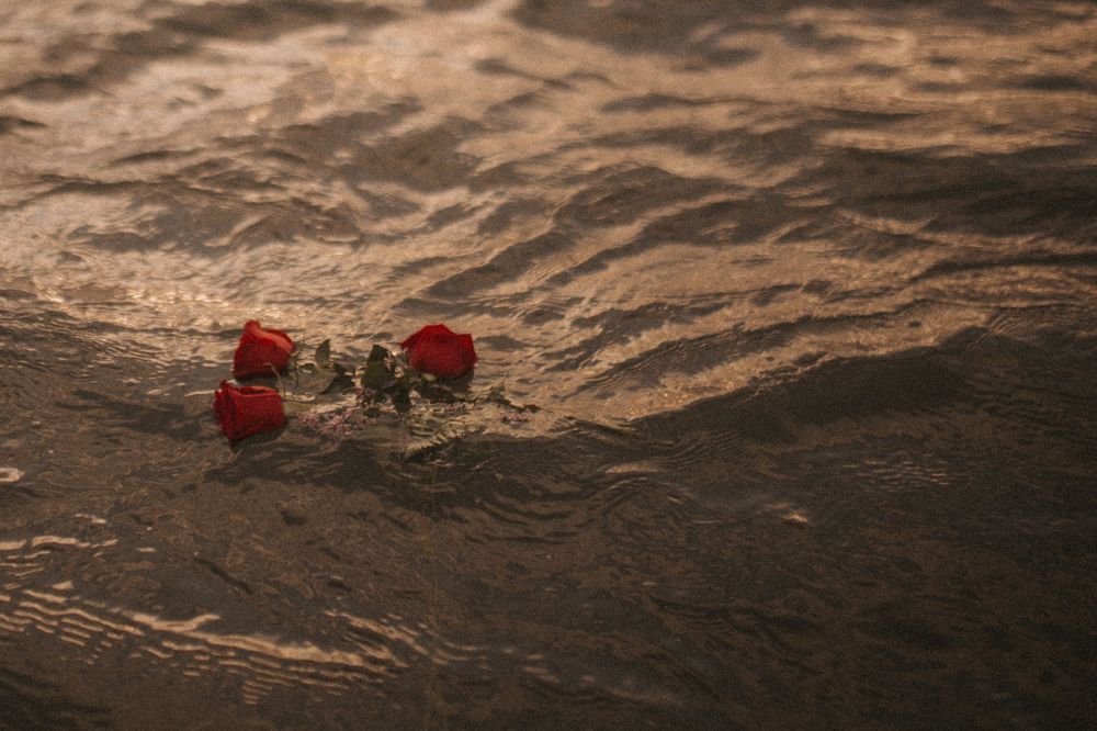 Two red roses floating on rippling water with warm golden light reflecting off the surface.