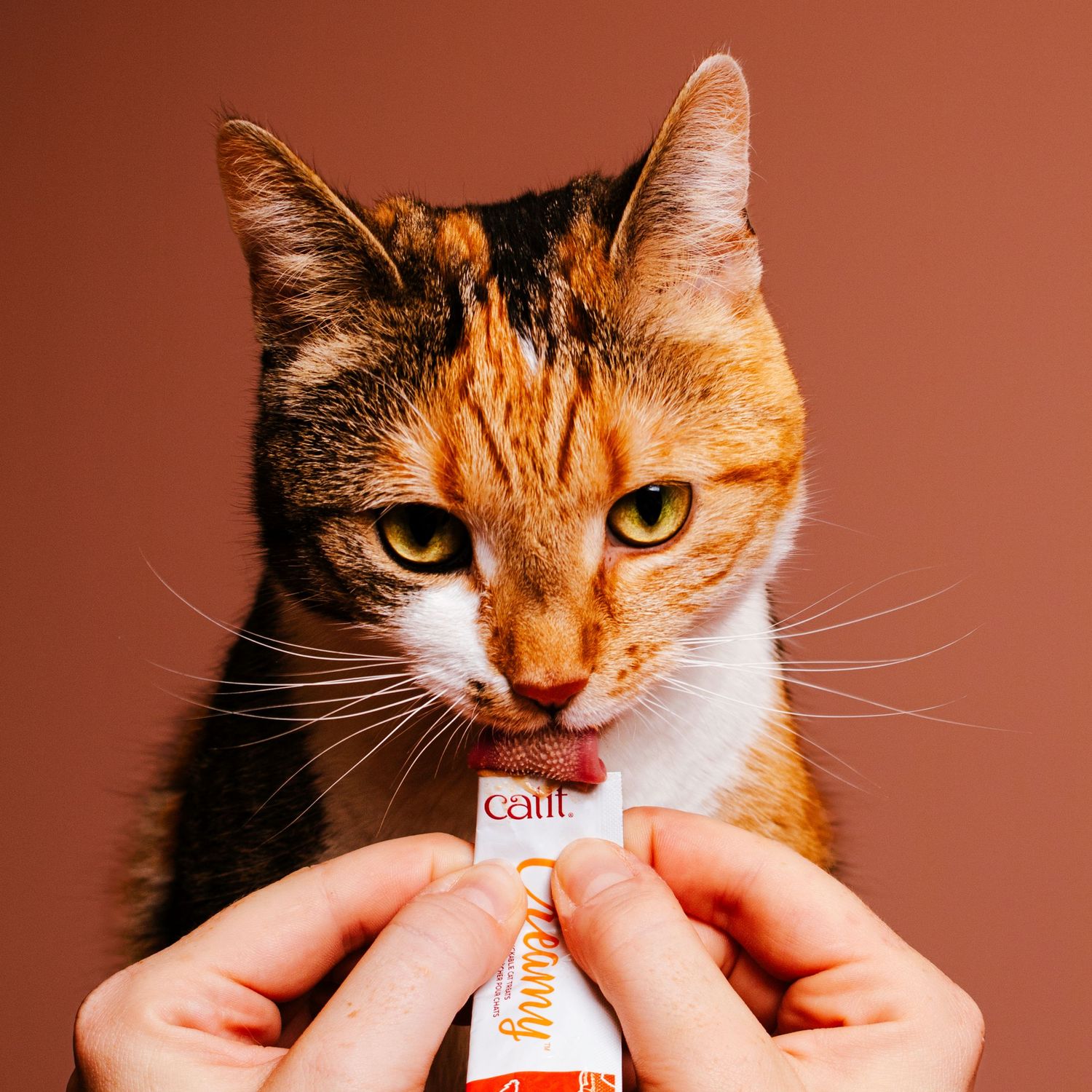 Calico cat eagerly eating a Catit squeeze treat held by human hands on brown background.