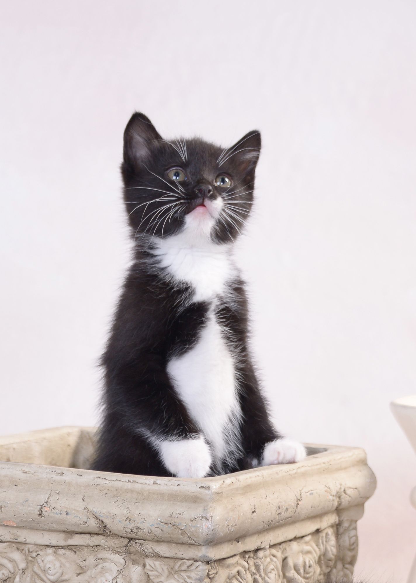 Black and white kitten sitting alert in a stone planter with a pink background.