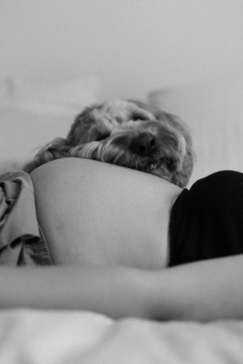 Black and white photo of a curly-haired dog resting its head on a pregnant woman's bare belly in bed.