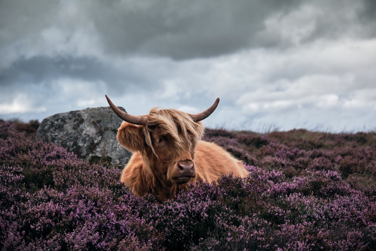 A shaggy Highland cow resting among purple heather with curved horns under a dramatic cloudy sky in the Peak District