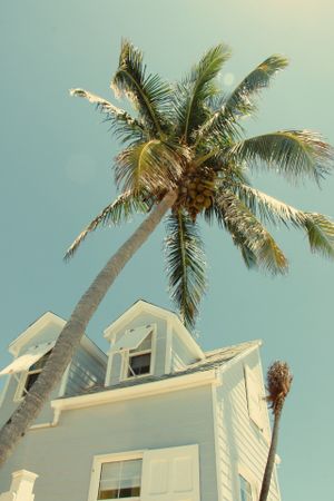 Tall palm tree towers over white coastal house with tropical vintage aesthetic.