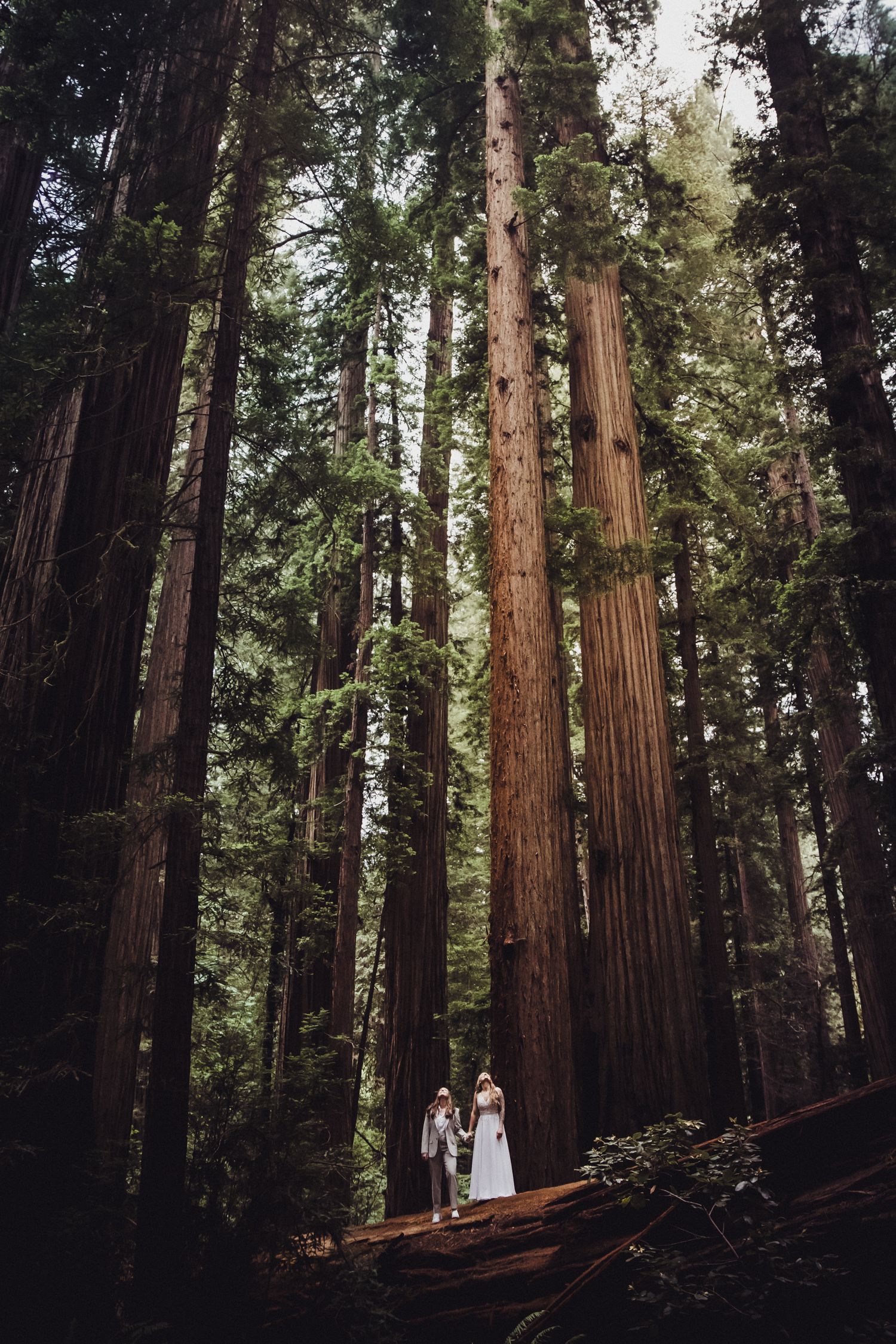 Wedding couple standing among towering redwood trees in a lush forest, bride in white gown and groom in suit.