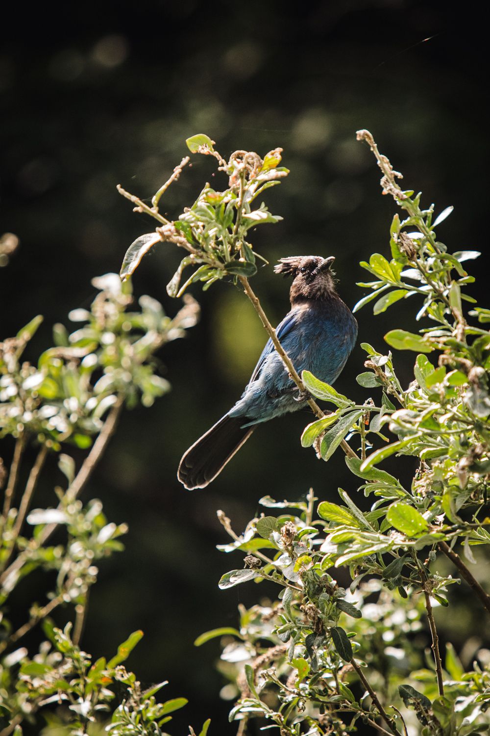 A stellar's jay sits on a branch near the couple's elopement day picnic set up