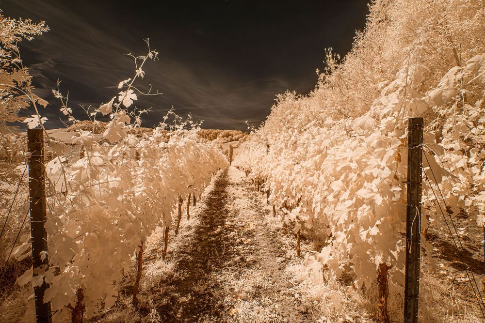 Infrared photo of a vineyard path flanked by glowing white foliage and wooden posts under a dramatic dark sky.