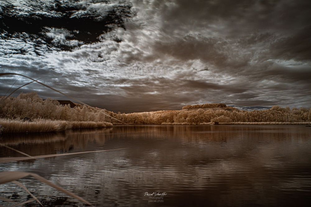 Infrared landscape photo of a calm lake reflecting dramatic storm clouds with golden reeds and trees along the shoreline.
