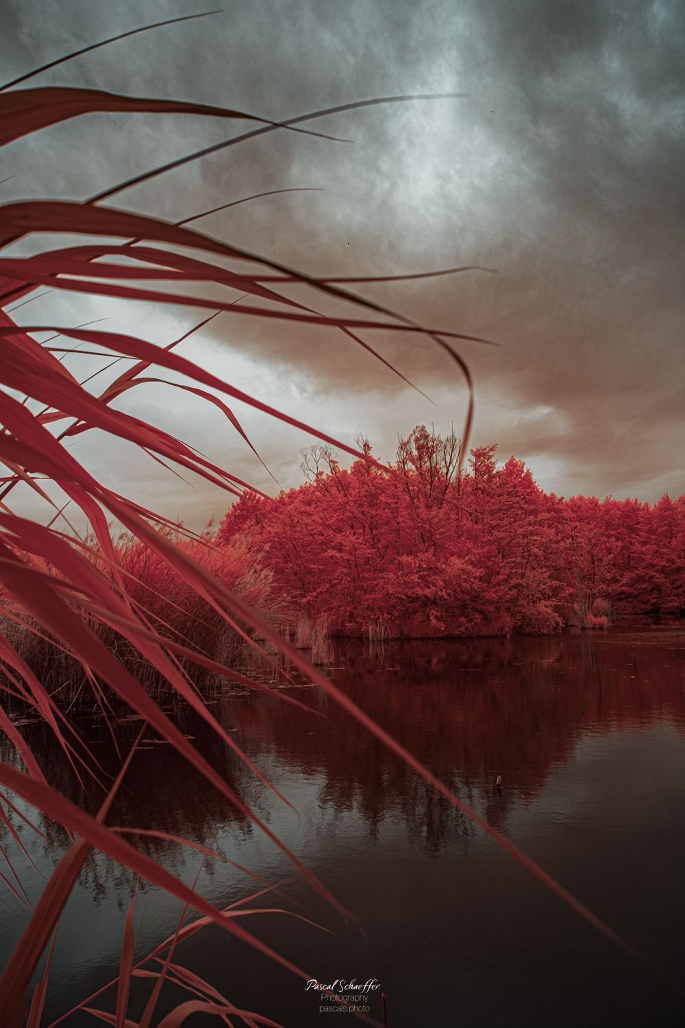Infrared photography of a tranquil lake with vivid red foliage, tall reeds in foreground, and dramatic stormy sky.