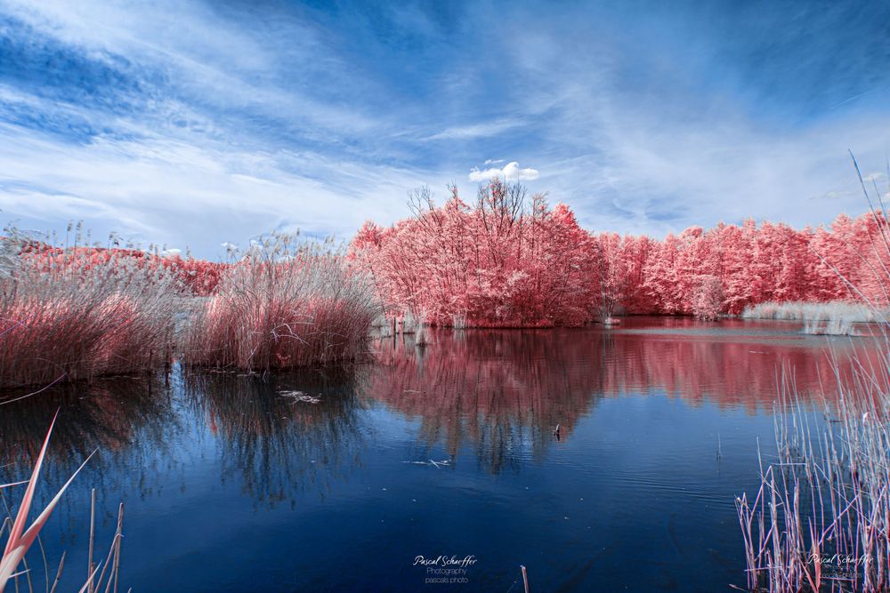 Infrared photography of a serene lake reflecting pink trees under a vivid blue sky with wispy clouds.