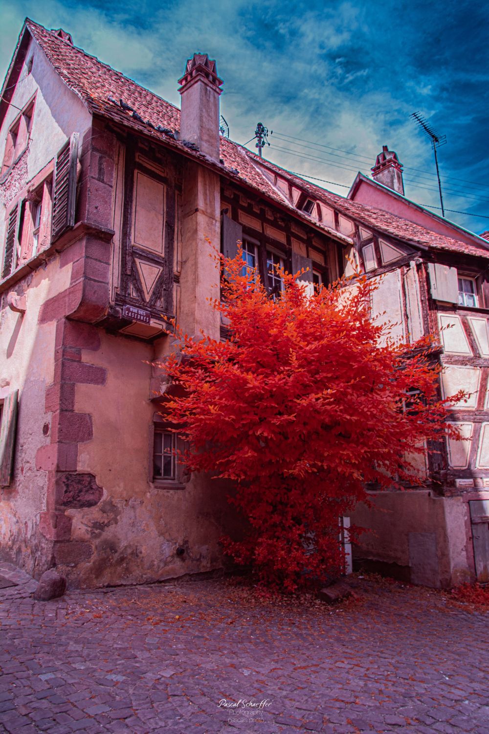 A vibrant red tree stands beside a historic half-timbered building on a cobblestone street under a dramatic blue sky.