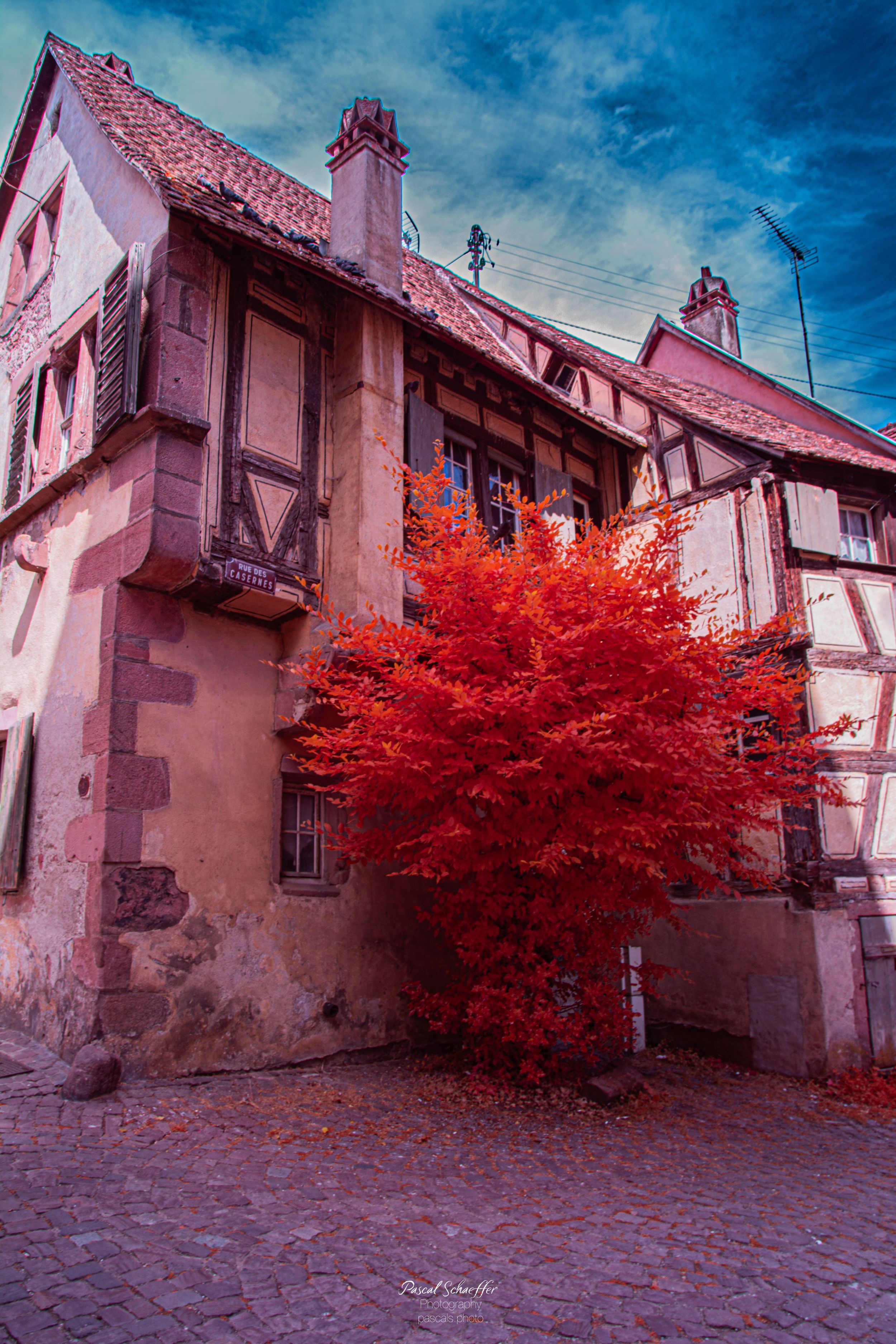 A vibrant red tree stands beside a historic half-timbered building on a cobblestone street under a dramatic blue sky.