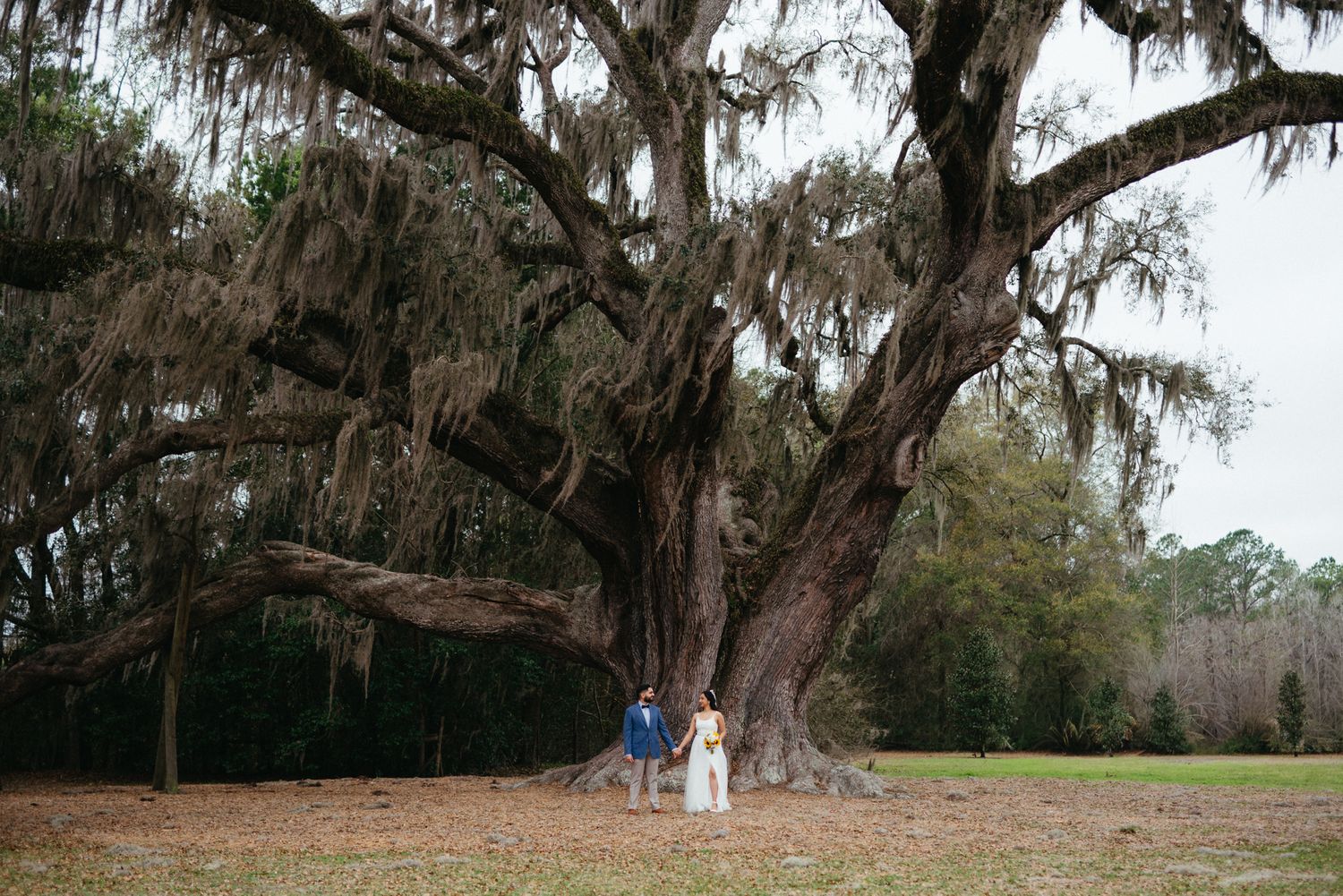 Couple in wedding attire standing beneath a massive live oak tree draped in Spanish moss on an open grassy field.