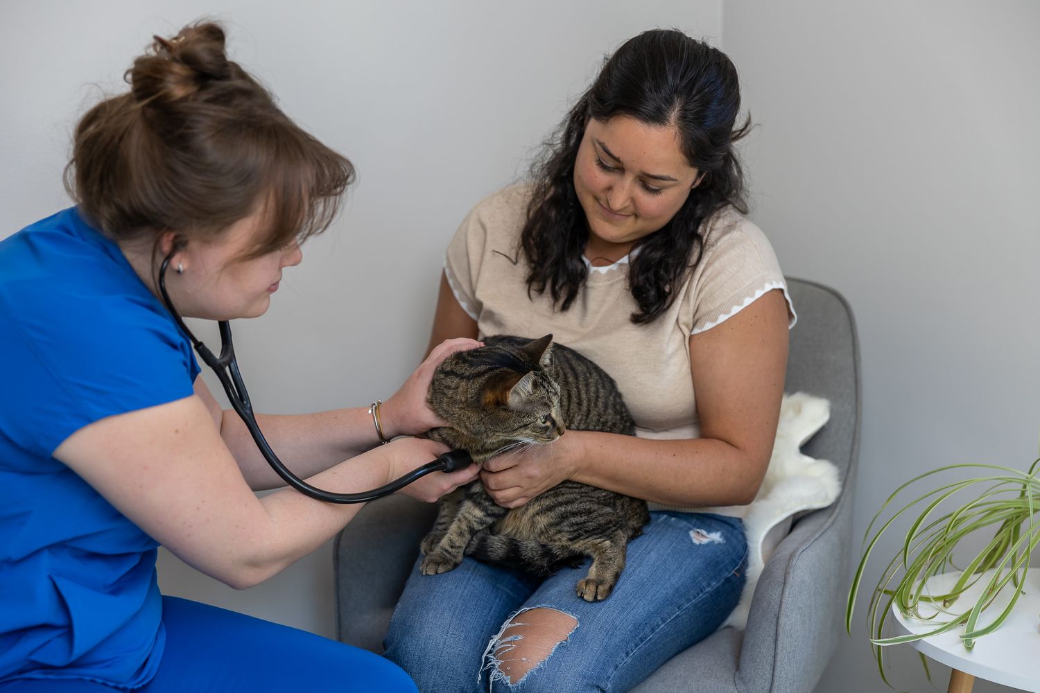 mobile veterinary female owned business in Kirkland, WA home visit branding checking cat pulse in lap of female owner
