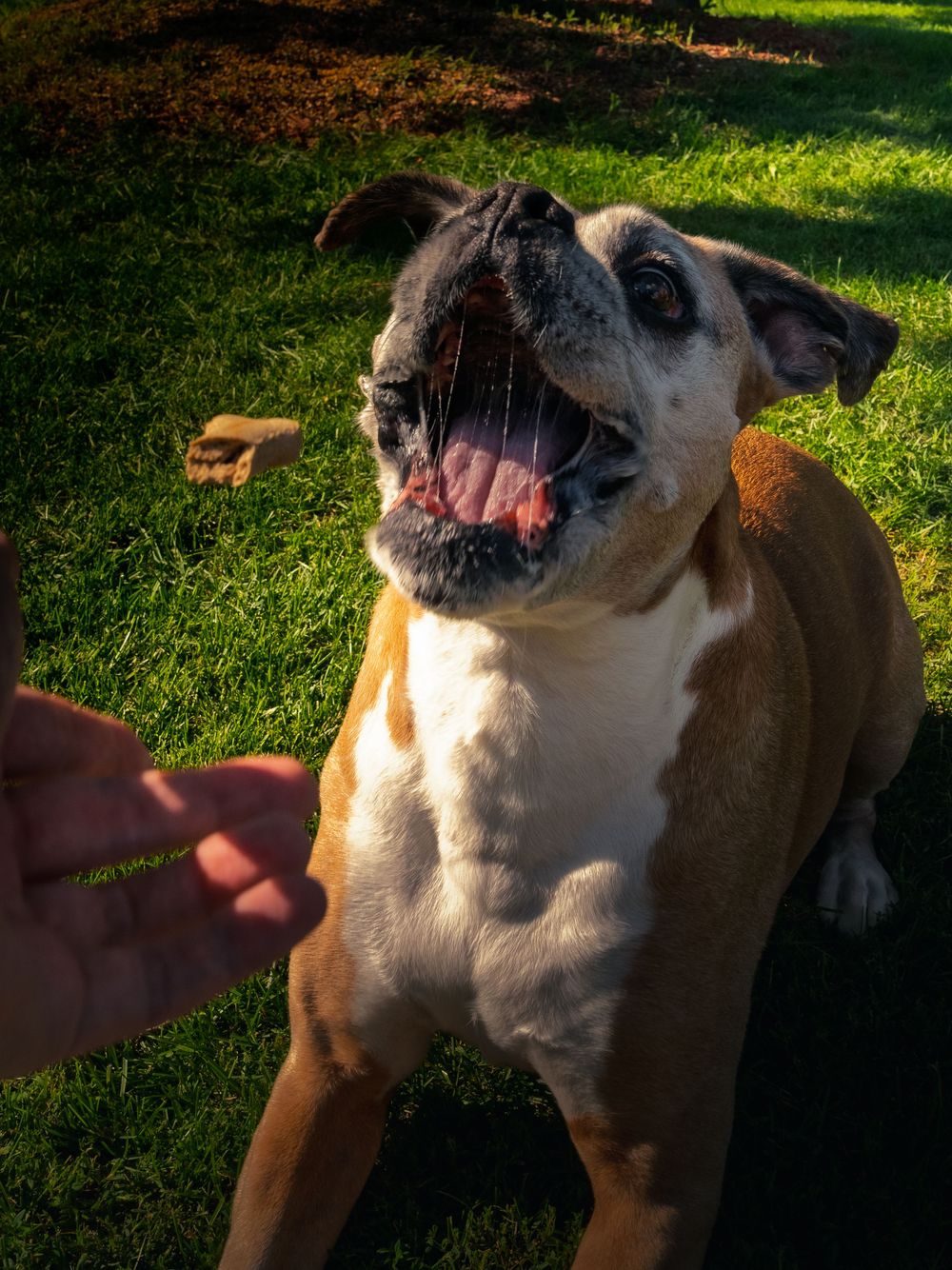 A gray-muzzled boxer opens wide and drools mid-leap for a treat tossed in a sunlit backyard, a hand reaching in from the frame edge.