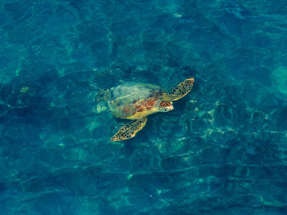 A green sea turtle glides just beneath the surface of clear turquoise water off Waikiki, Hawaii, sandy reef visible on the seafloor below.