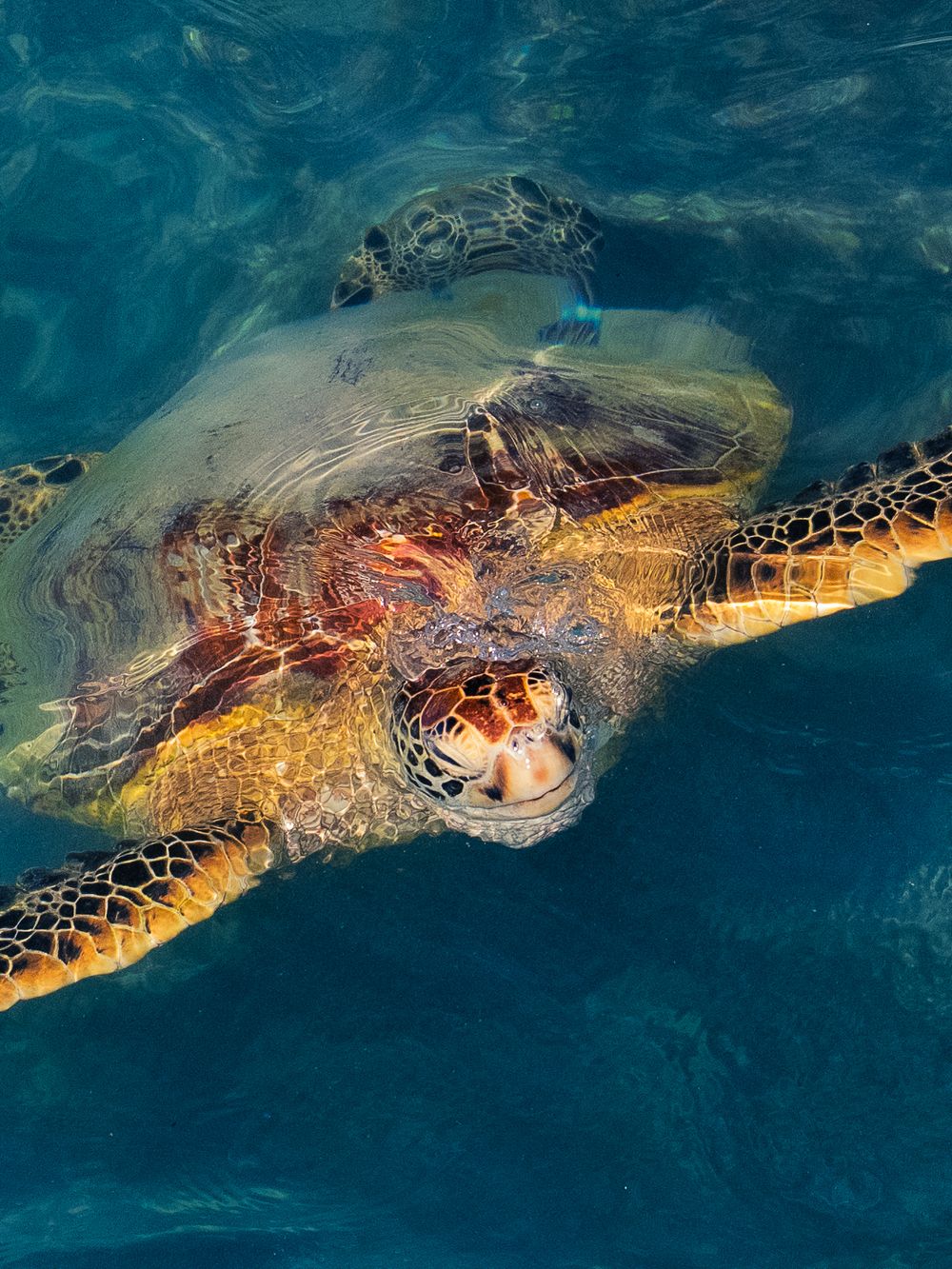 A green sea turtle swims toward the camera near the surface off Waikiki, Hawaii, front flippers spread wide and shell patterned gold.