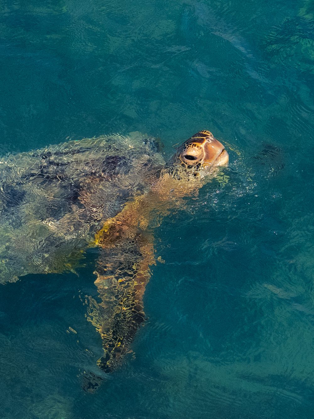 A green sea turtle lifts its head to breathe at the surface of deep blue-green water off Waikiki, Hawaii, flipper trailing beneath it.