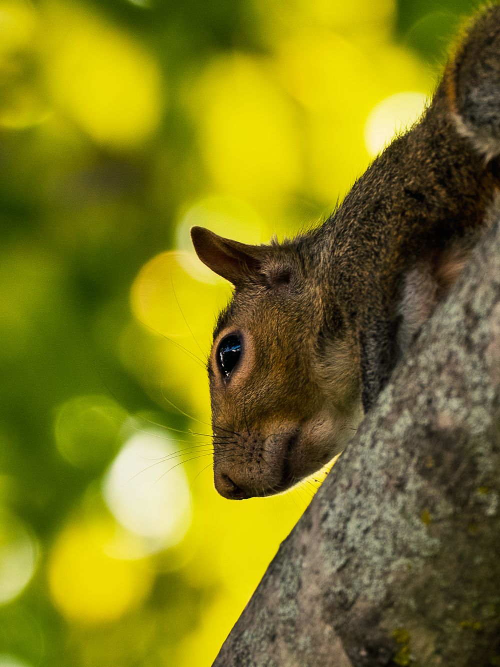 An eastern gray squirrel clings head-down on a tree trunk in profile, dark eye and whiskers sharp against a golden-green leafy backdrop.