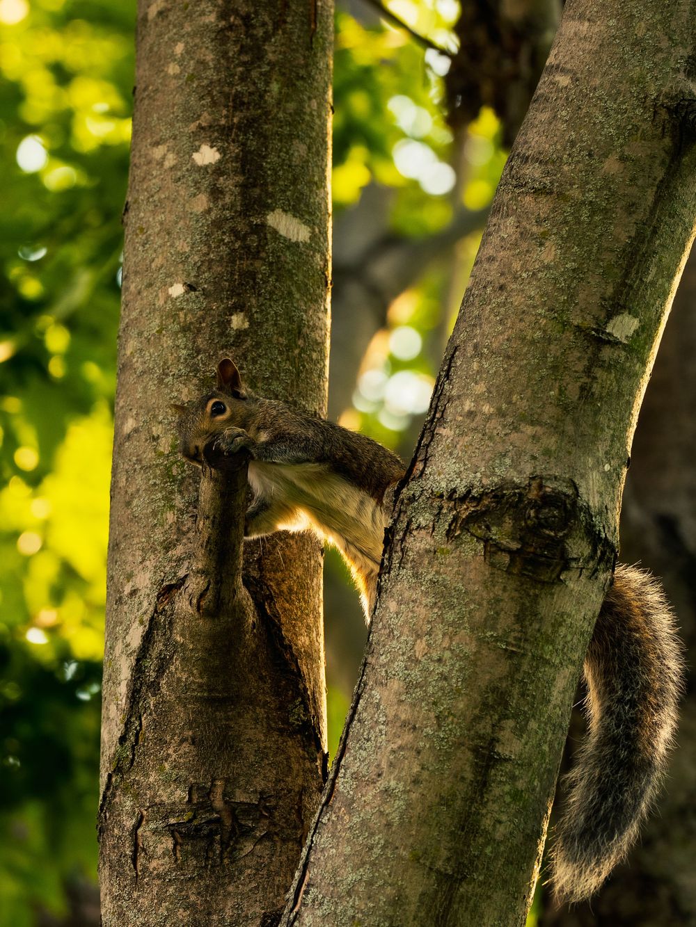 An eastern gray squirrel stretches across the fork of two tree trunks, bushy tail curling down, backlit by warm sun through green leaves.