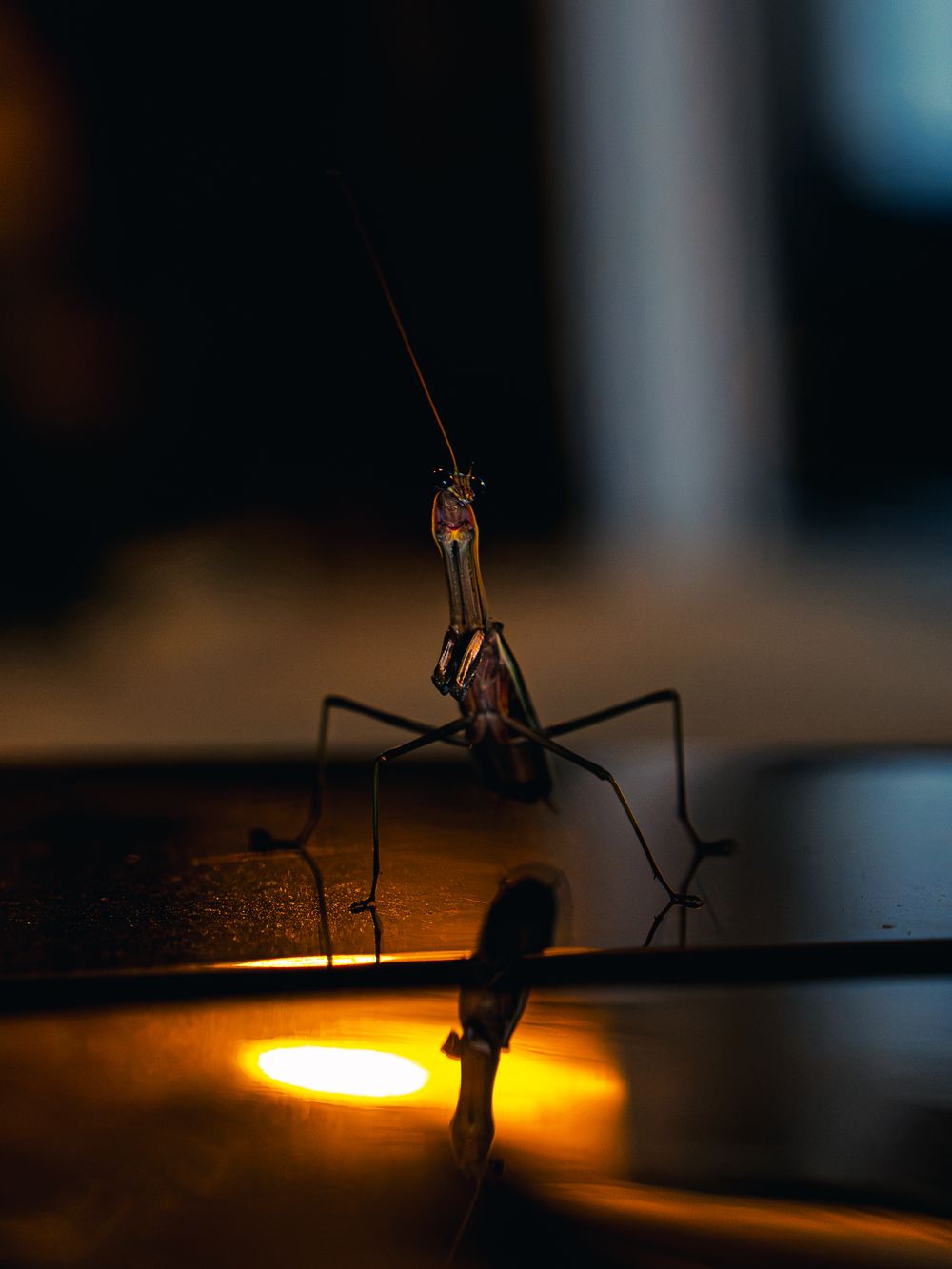 A praying mantis stands tall facing the camera on a dark reflective surface, its body backlit by a warm glowing light and mirrored below.