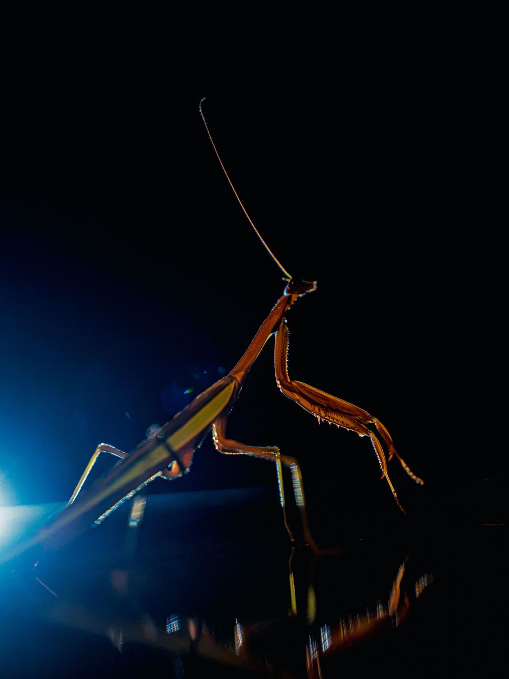 A praying mantis stands in profile on a dark reflective surface at night, spiked forelegs and long antenna rim-lit against a blue glow.