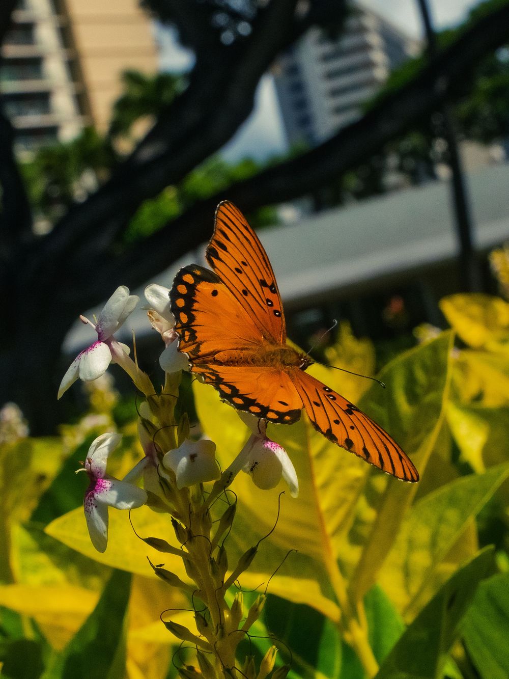 A Gulf fritillary butterfly feeds on white pink-throated flowers, wings spread against green and yellow leaves with city high-rises behind.