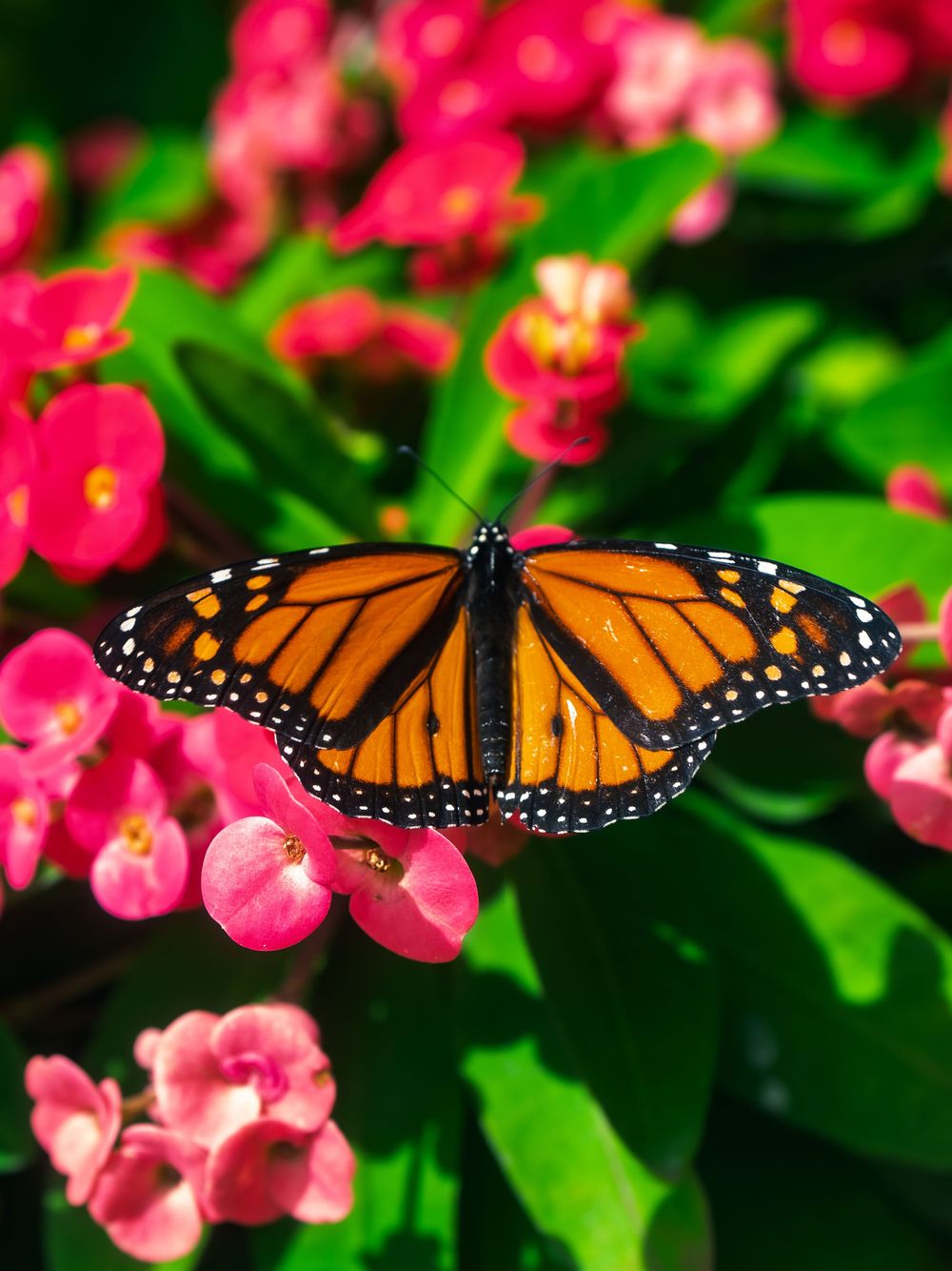 A monarch butterfly rests with wings spread wide on a cluster of bright pink crown-of-thorns flowers in full summer sun.