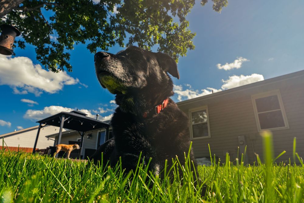 A black dog in a red collar sits in sunlit green grass, muzzle raised, with a house, gazebo and a second tan dog in the yard behind it