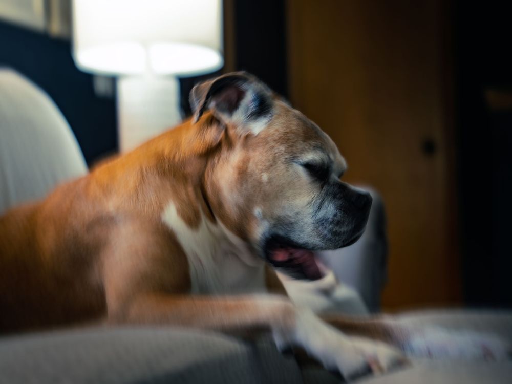A fawn-and-white boxer rests on a couch in profile, mouth slightly open, warm lamplight glowing softly in the room behind him.