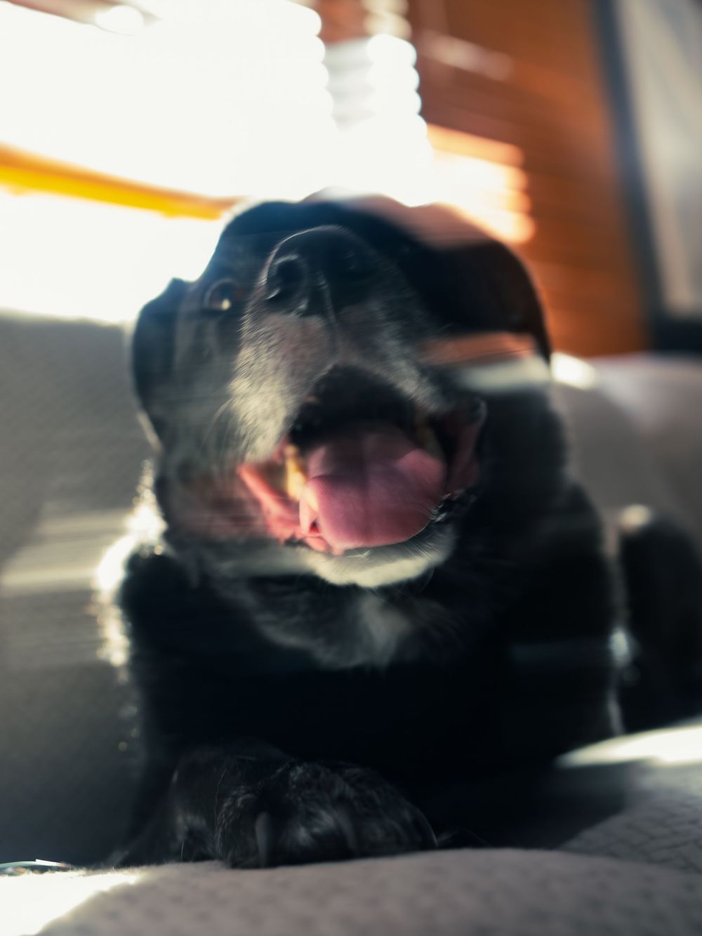 A black dog lounges belly-up on a couch chewing a treat, tongue out and paws tucked, warm window light glowing behind its upside-down head.