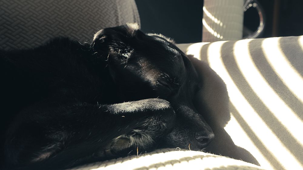 A black Labrador sleeps curled up on a couch with a paw draped over its nose, warm striped sunlight falling across the cushions beside it.