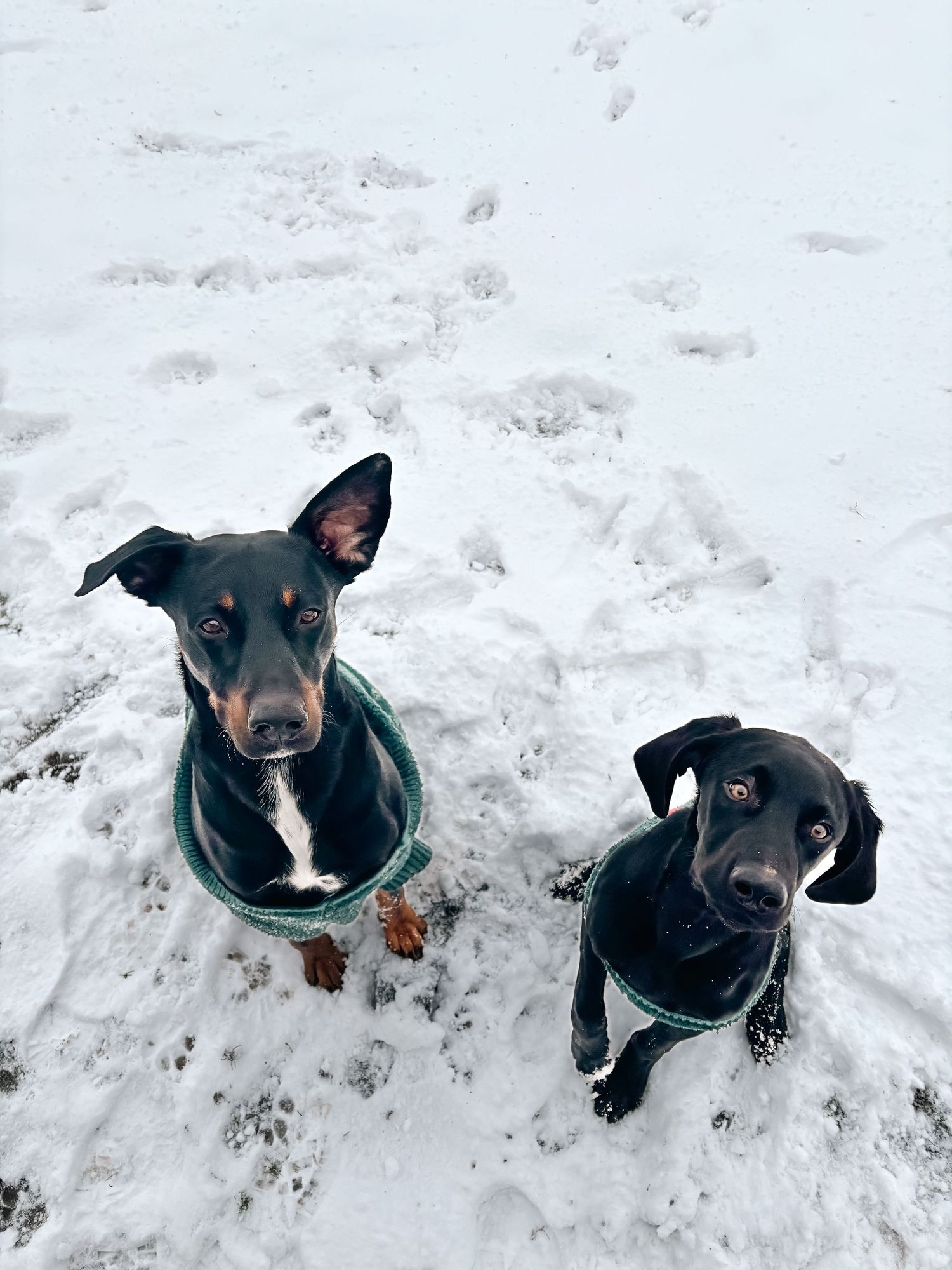 Elise Christensen's dogs Trogdor and Link posing together outdoors