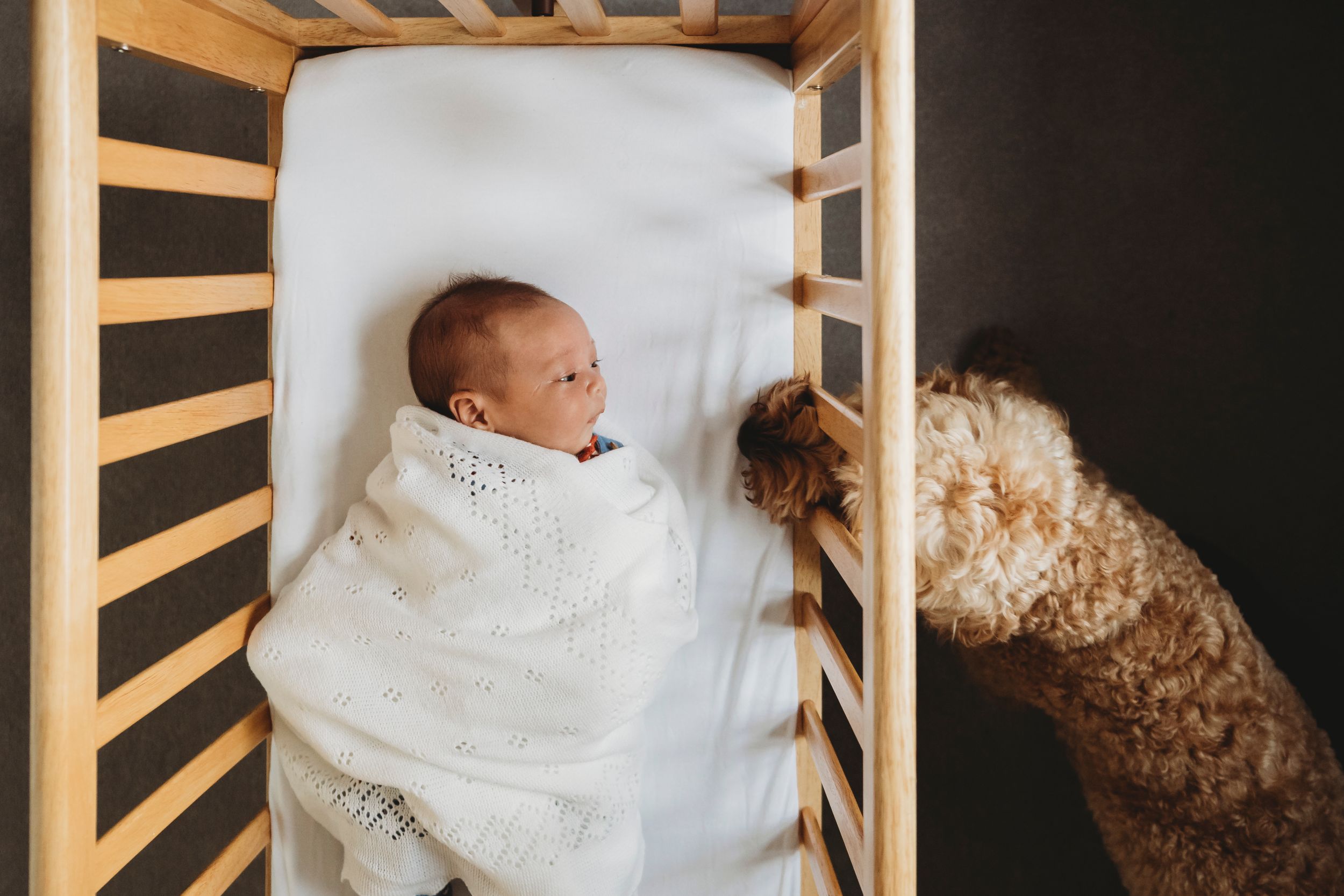 A curious goldendoodle dog peeks into a white wooden crib to observe the baby inside.