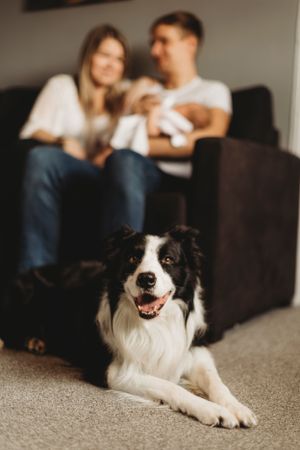 A happy Border Collie lies on carpet while its family relaxes on couch in background.