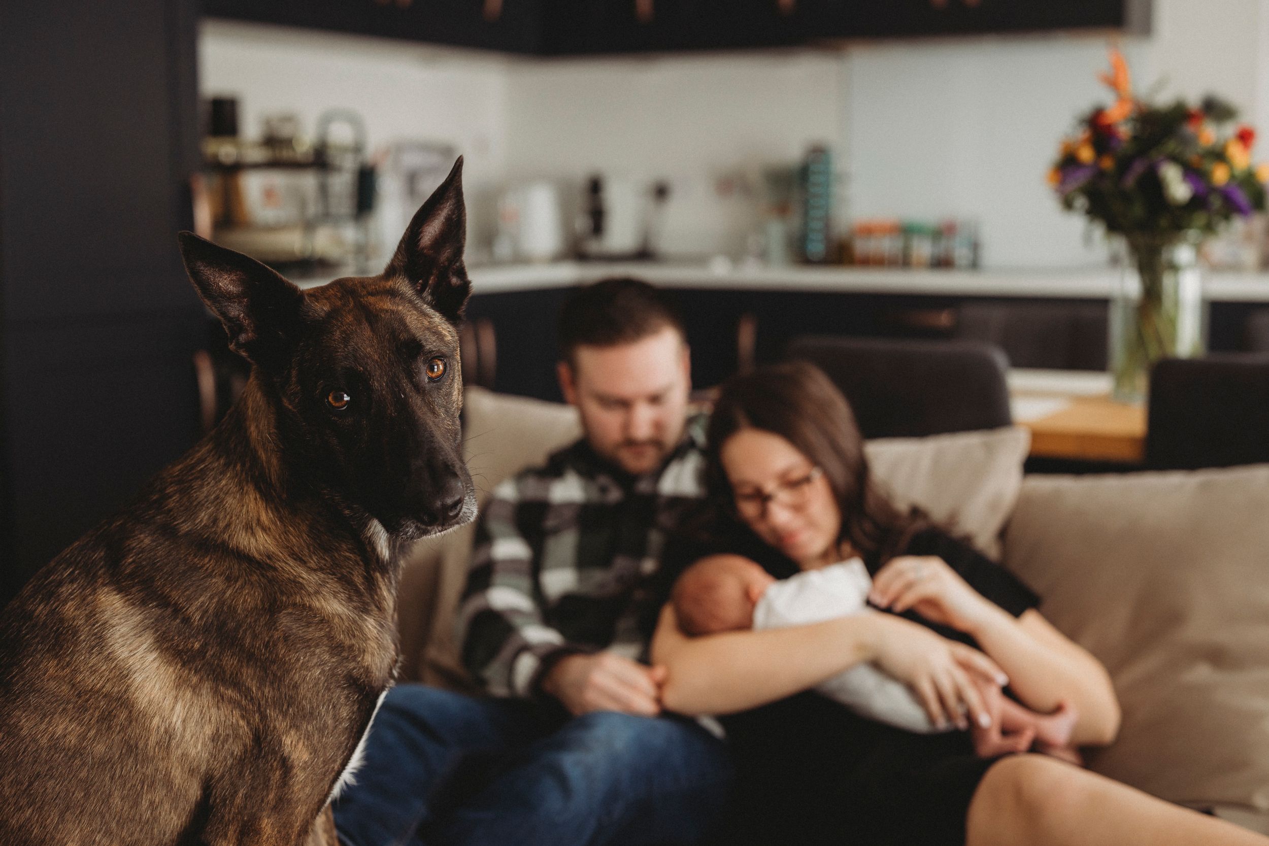 A German Shepherd stands alert in foreground while family relaxes on couch behind.