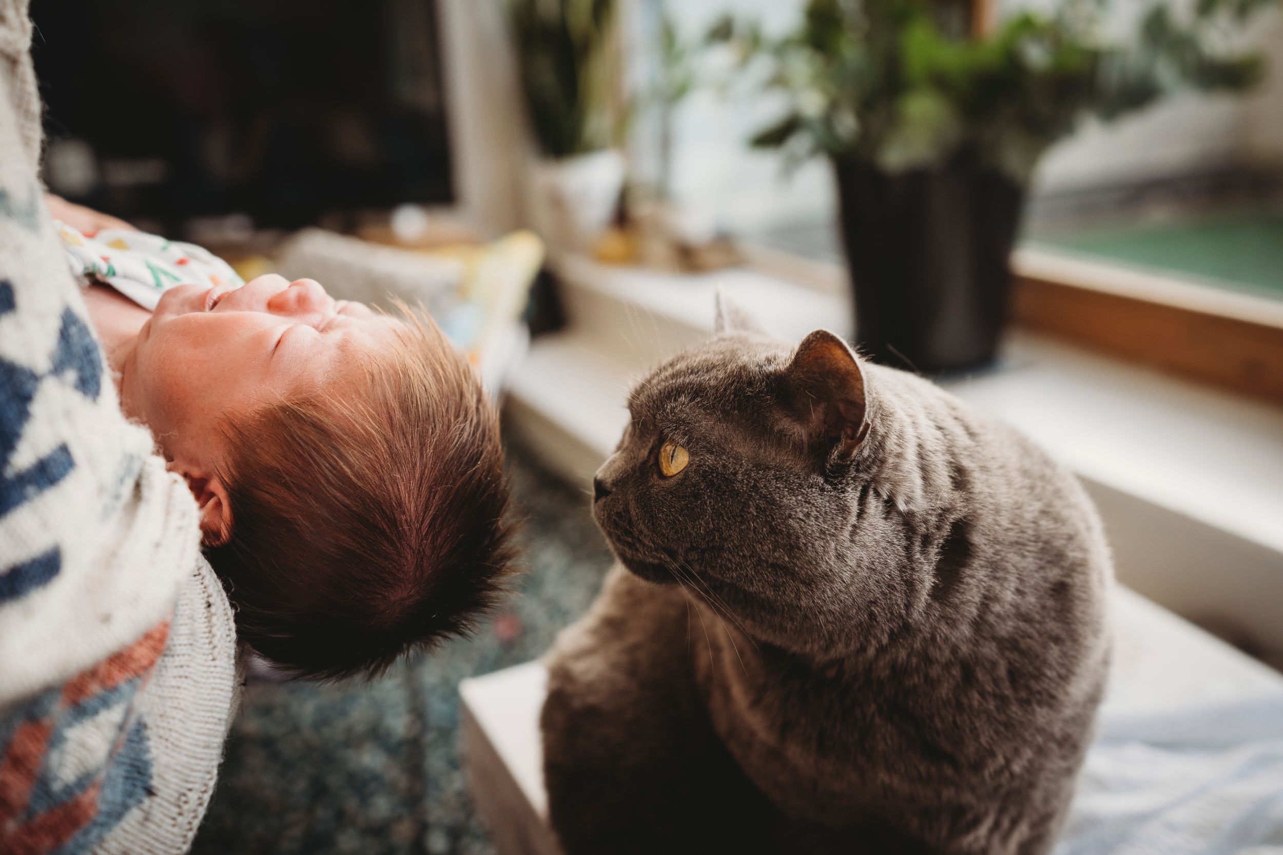 A grey cat curiously observes a sleeping baby by the window.