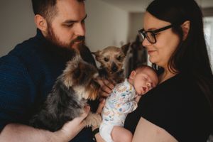 A tender family moment with Yorkshire Terriers surrounding a sleeping newborn baby.