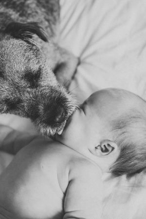 Close up of dog nuzzling sleeping infant on white bedding in black and white.
