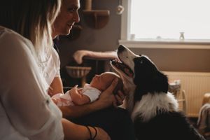A Border Collie dog interacts with a small baby while sitting indoors.