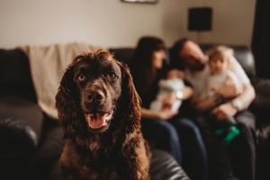 A brown spaniel smiles at camera while family gathers on couch in background.