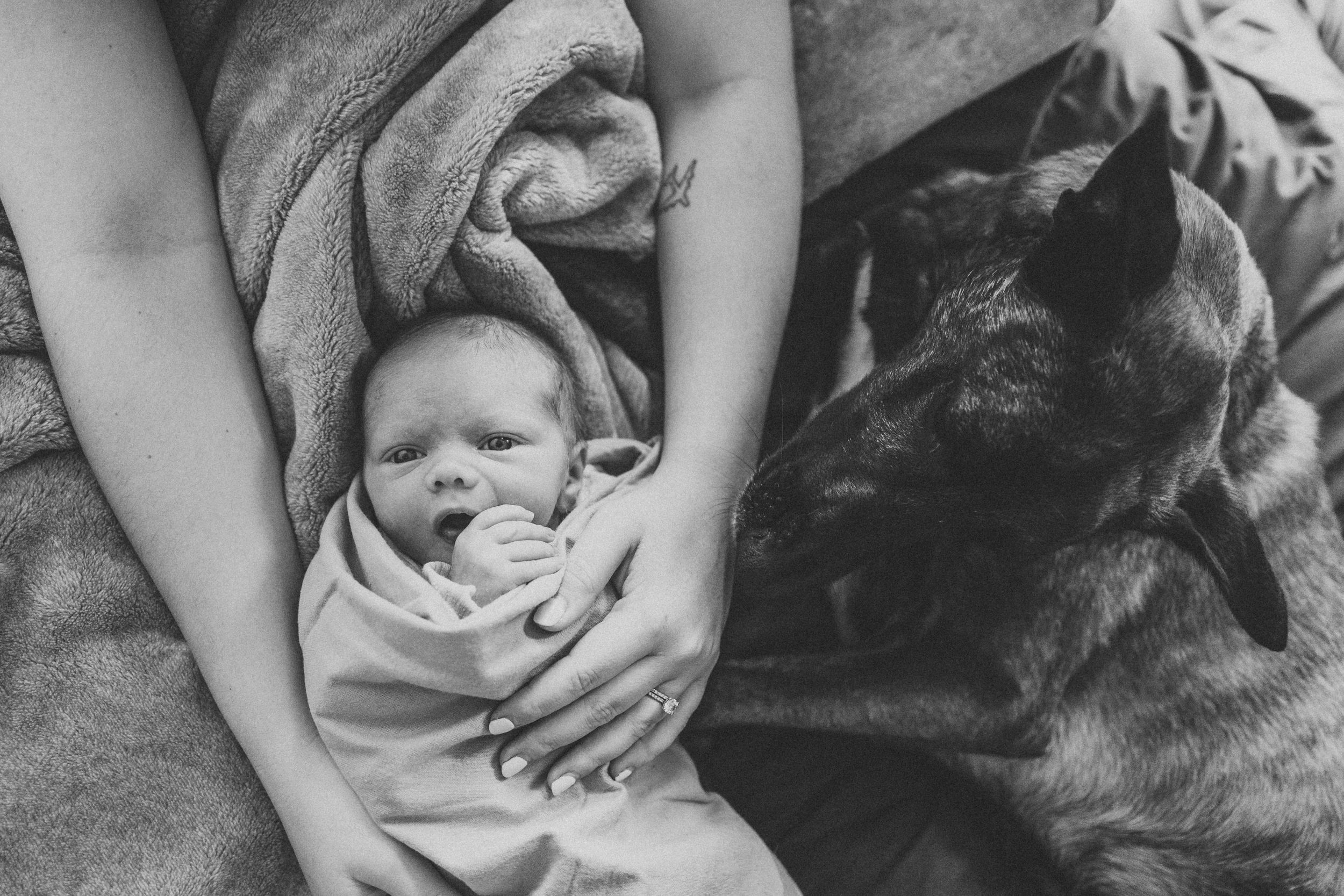 Black and white image showing hands cradling a newborn baby wrapped in blankets.